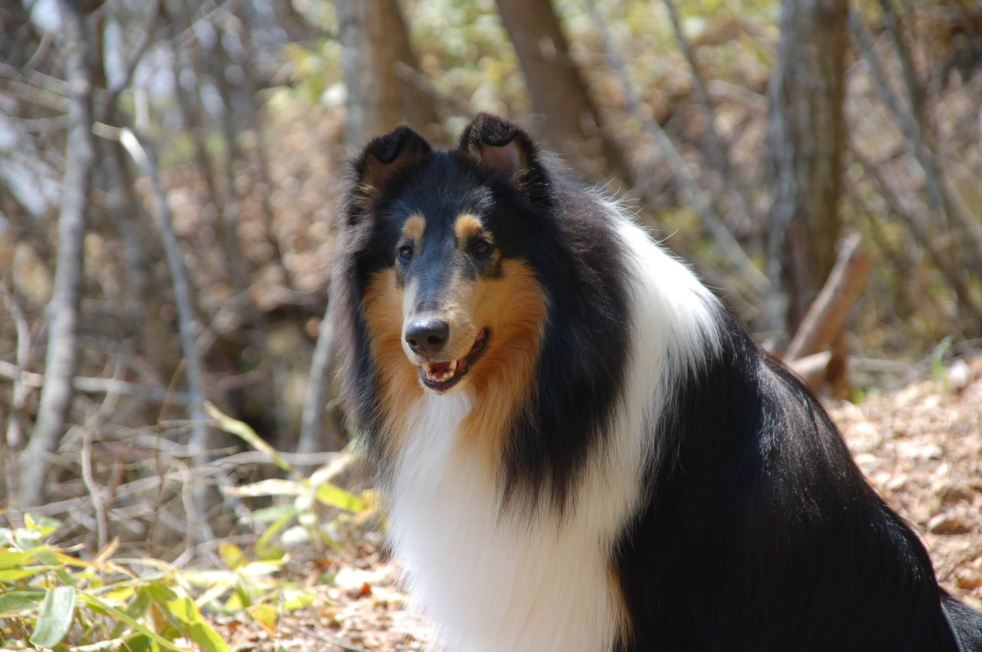 コリーの種類とは？ラフコリー・スムースコリー・ボーダーコリーの違い